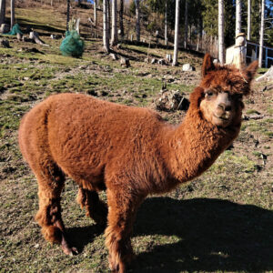 Alpaca Dolomiti